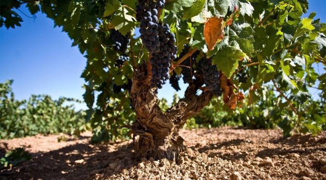 2013 Viñas del Cenit, Vía Cenit, Tierra del Vino de Zamora, Spanien
